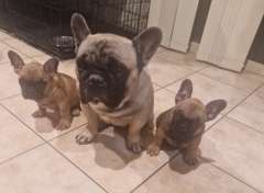 French Bulldog Pups ANKC