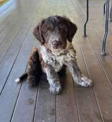 Border collie x Lagotto pups ready for their new homes