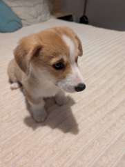 Corgi Pembroke 