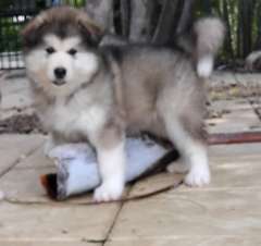 ALASKAN MALAMUTES