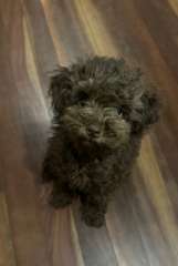2 female toy poodle puppies