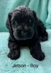 Labradoodle Puppies Available - Willow and Ranger litter