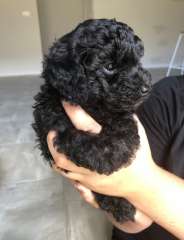 Spoodle puppies