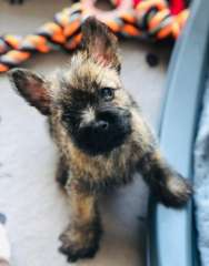 Pure-bred CAIRN terrier pups (Toto from Wiz of OZ)