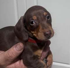 Dachshund Mini Smooth Hair Puppies 