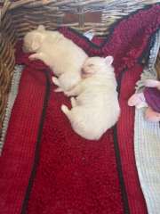 Pomeranian  pure bred pups for sale