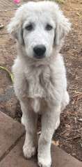 4 month old Maremma pups looking for homes