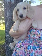Cream female 