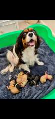 Cavoodle Puppies 