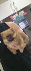 Purebred Pomeranian Males