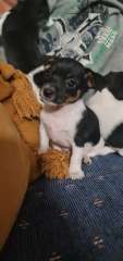 Purebred small mini foxy puppys for sale nsw