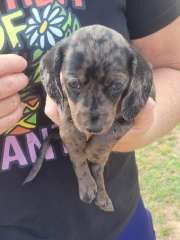 Mini daschound  puppies 