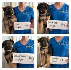 Pure bred German Shepherd Bowen QLD