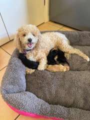 Poodle x Maltese
