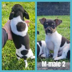 Purebred mini foxys READY NOW !