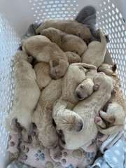 Golden Retriever Puppies
