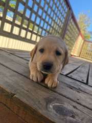 Purebred Golden labs bendigo ready to go 