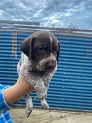 Pure bred German shorthair 