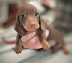Mini Chocolate Dachshund puppies